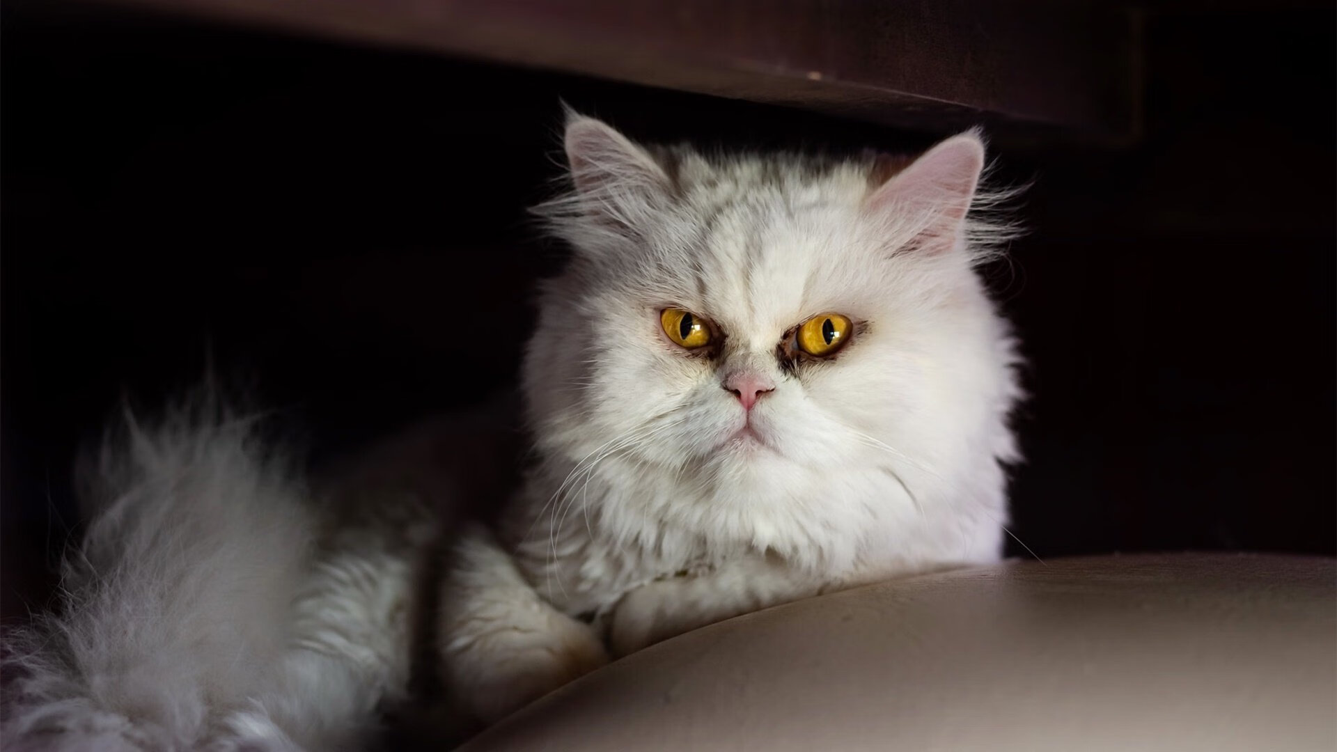 北境惊雷与巴萨残梦，当弑神的挪威少年遇见封神的阿根廷魔术师