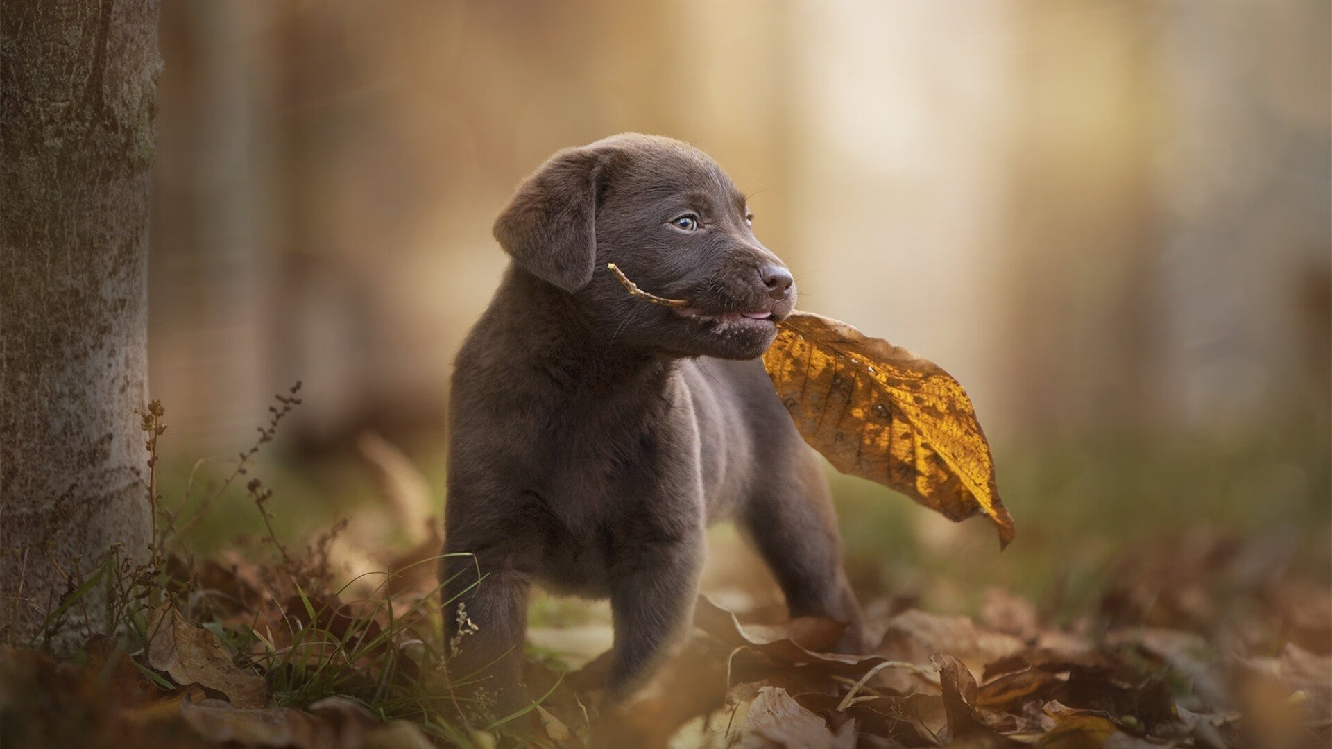温网轻取总决赛，草地谦逊比室内荣耀更难企及的德约式霸权