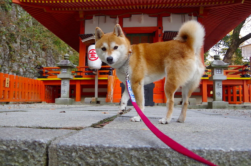 布伦森绝杀点燃赛场,太阳最后一击送快船出局