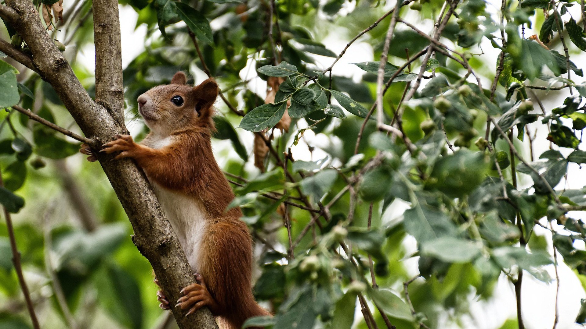 时光裂隙中的对决,当奇才宿敌尼克斯,切特于西决生死夜打破循环
