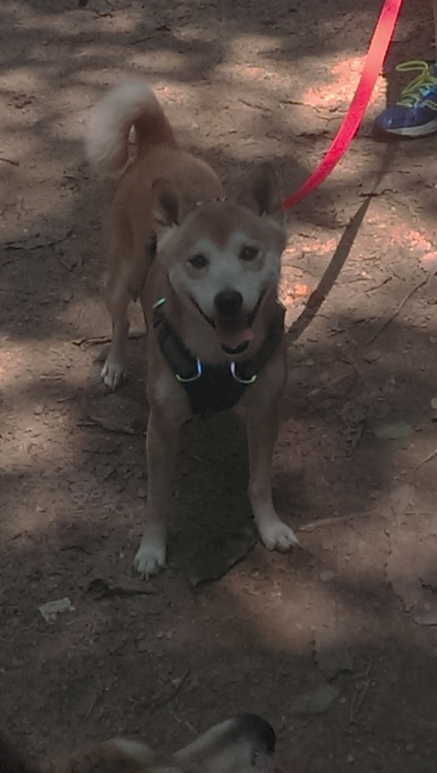 现代足球的双面镜，从厄德高的艺术到智利的实用主义