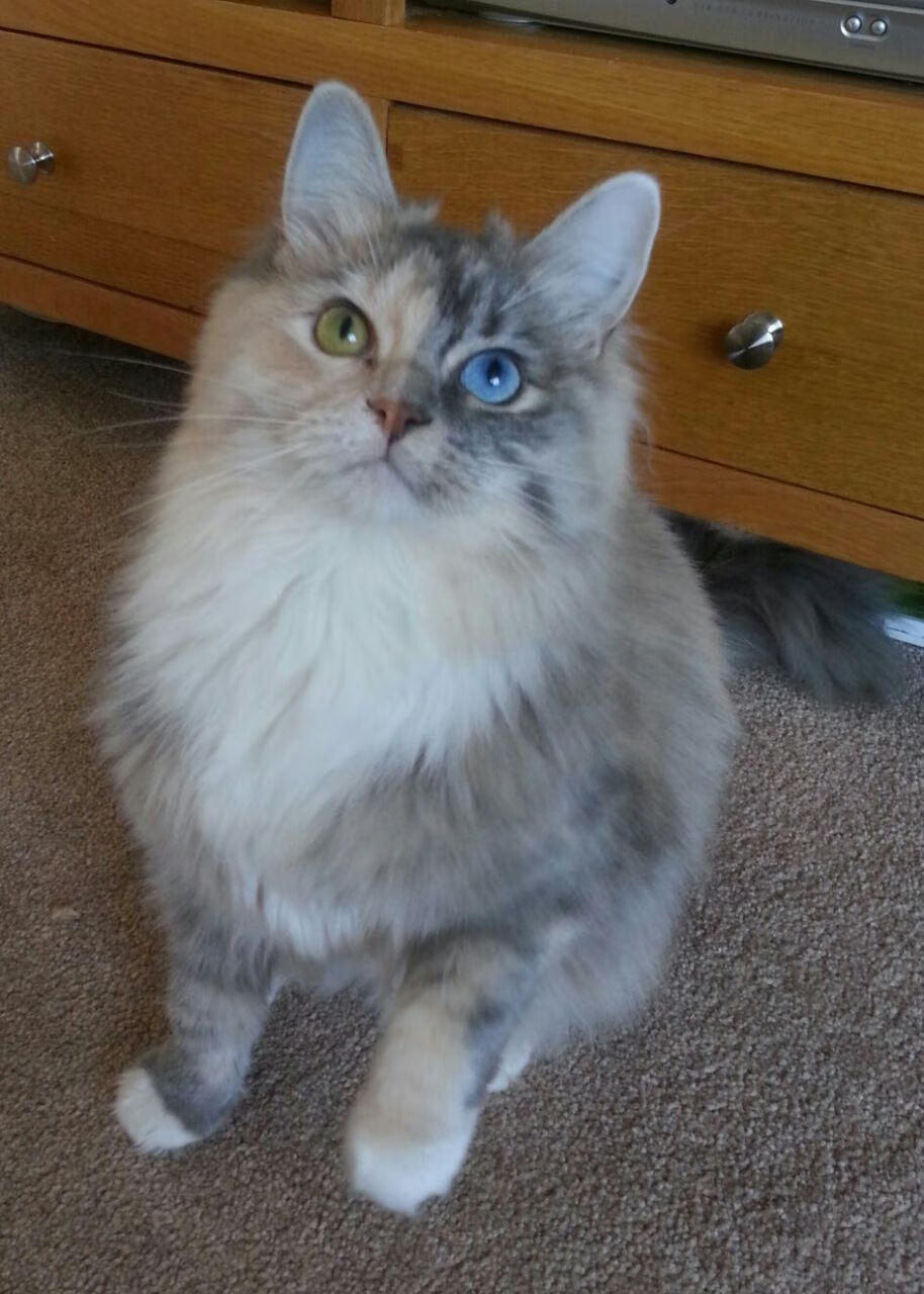 大场面双面镜，当老鹰啄穿麦加，伦纳德正切开另一个维度