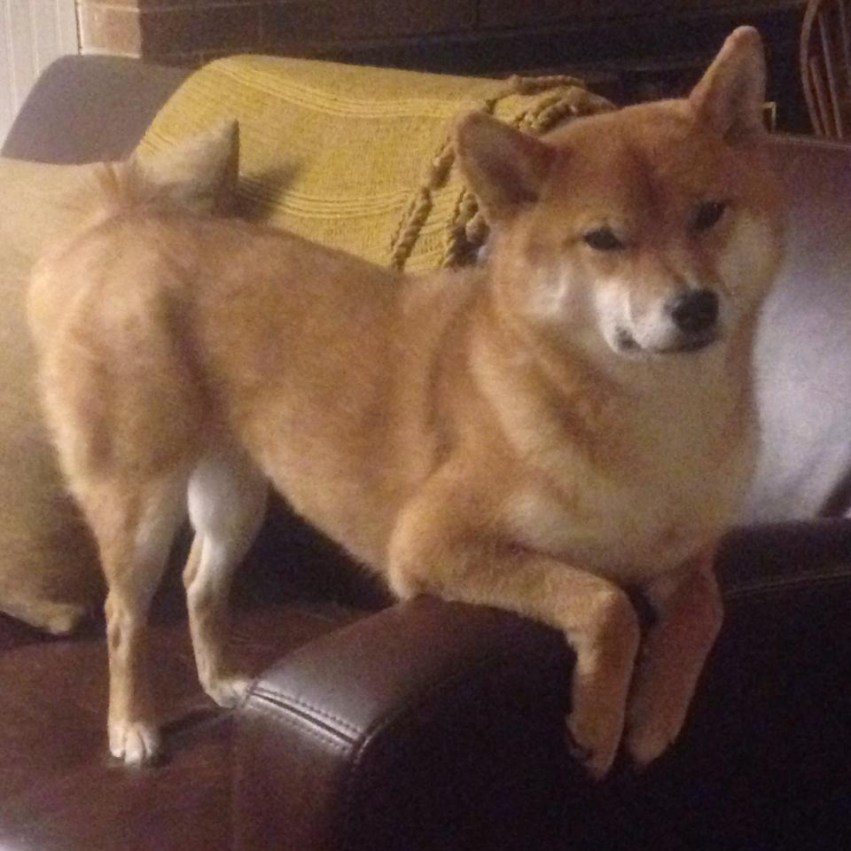 森林狼总决赛强势击溃尼克斯，范弗利特接管比赛演绎传奇