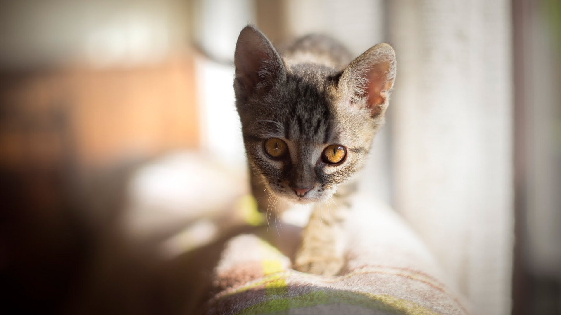 终结里昂，当挪威风暴掀翻旧日王朝