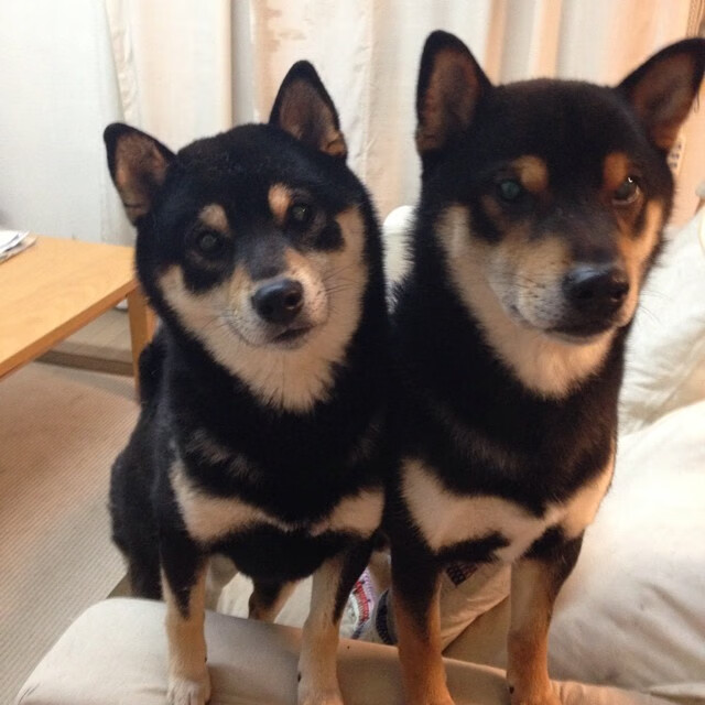 马德里竞技远征告捷，布鲁诺关键一击力克埃及劲旅